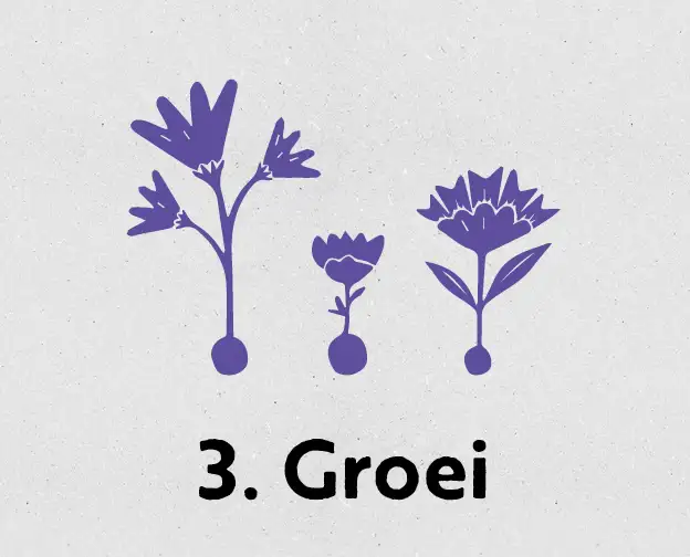 blokjes_624x504_blossombs3