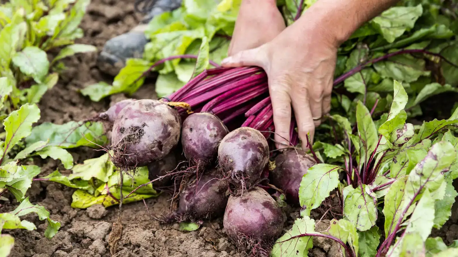 Oogst van gezonde bodem