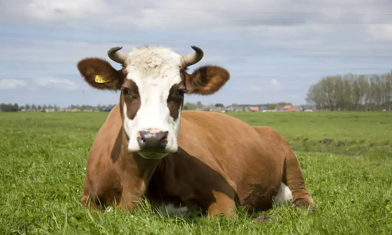 biocumulus-koemethoorns