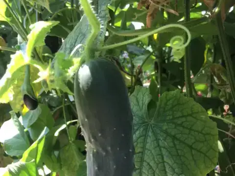 ekoplaza-biodynamisch-dekoning-frankdekoning-komkommer