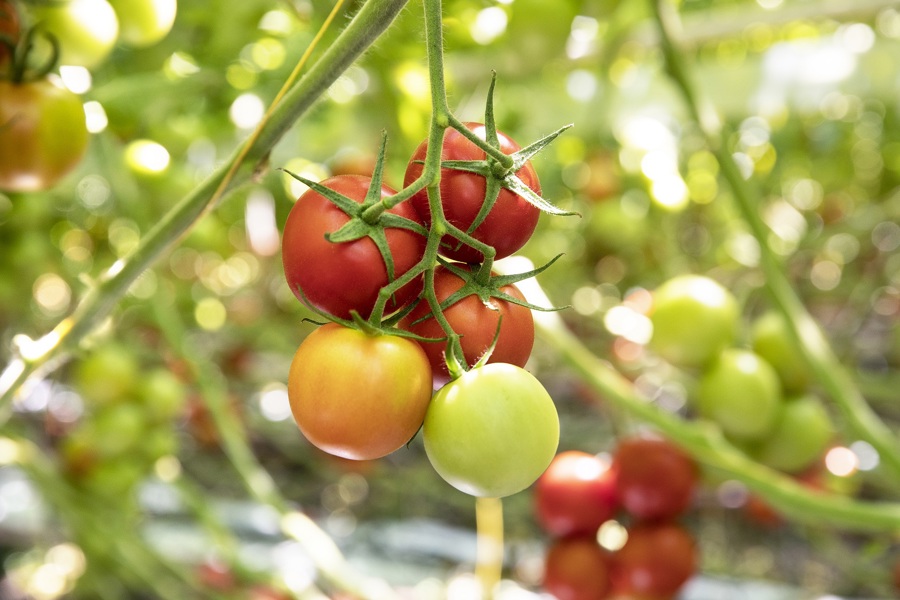 Op microniveau: sappige tomaten & duurzaam bodembeheer