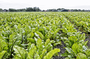 Biologische landbouw beter voor klimaat en natuur dan gangbare landbouw