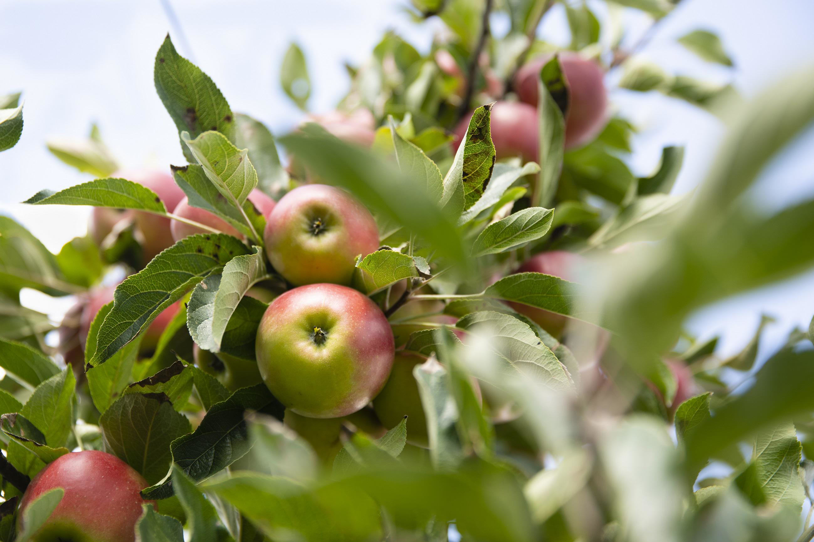 keeskonijn-appelboom