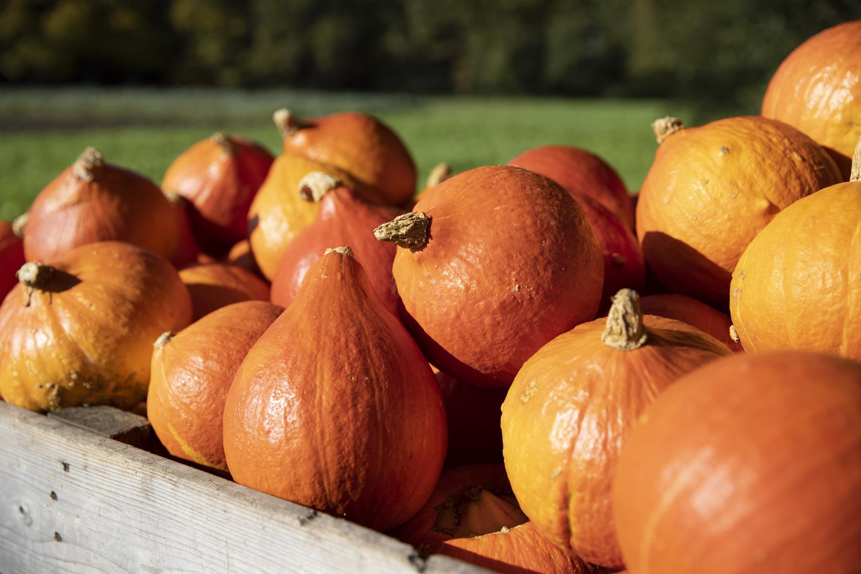 ekoplaza-biodynamisch-overesch-pompoenen