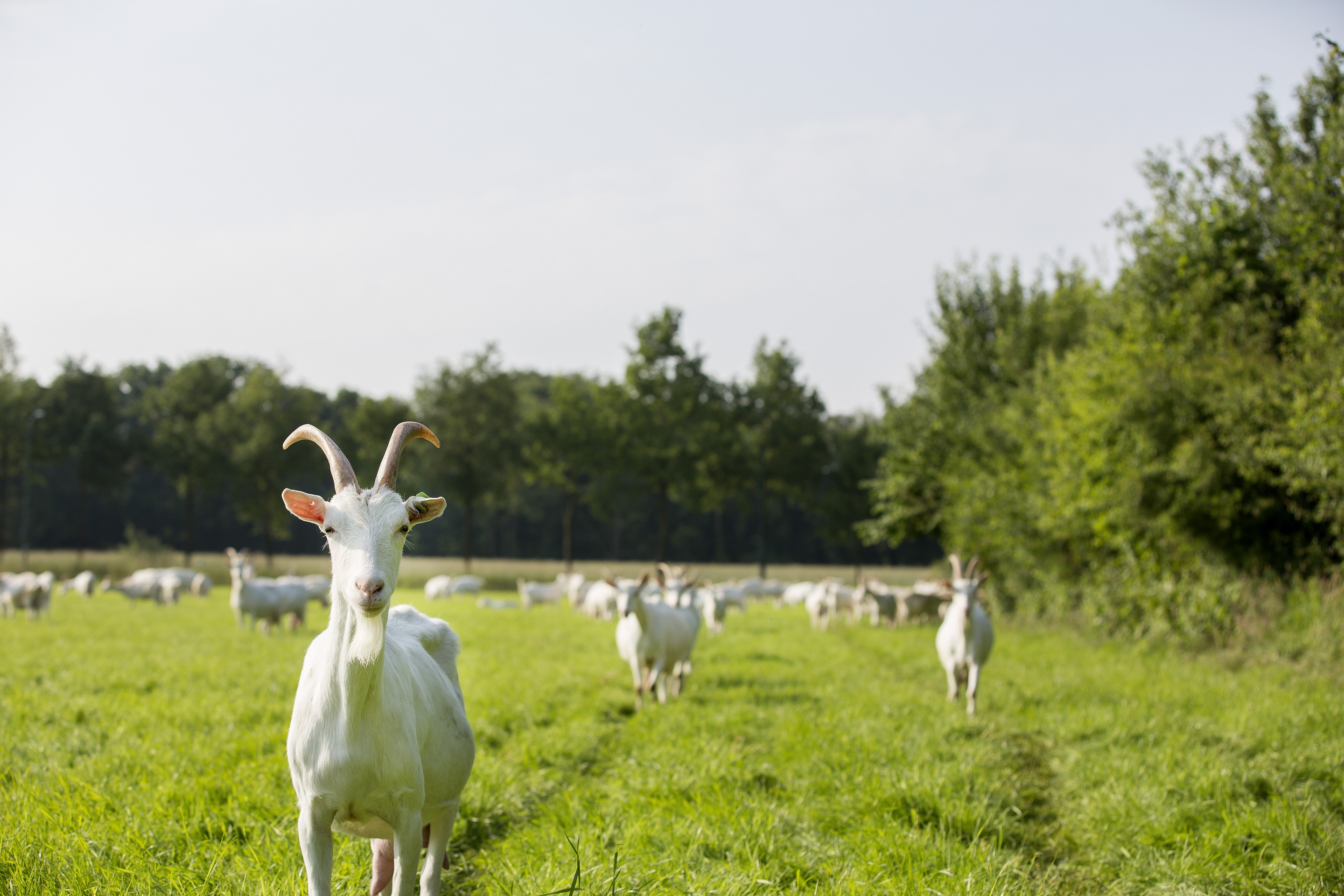 saanenhof-geiten-met-hoorns