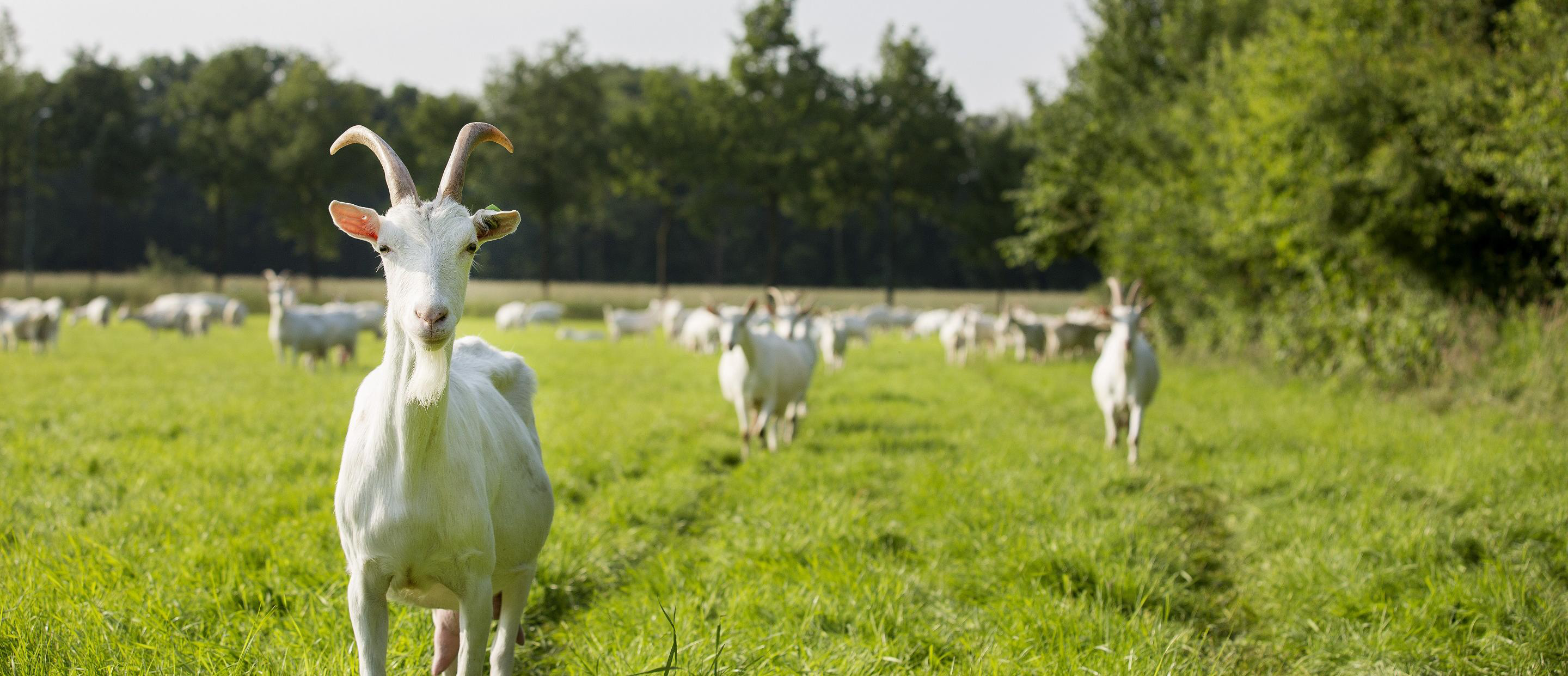 saanenhof-geiten-met-hoorns