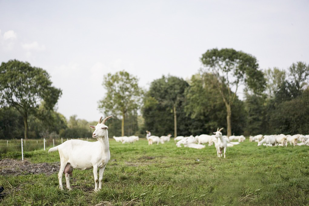 saanenhof-geiten