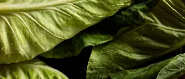 Spitskool in najaar vroege voorjaar met biodynamisch teler Thomas Hoedjes