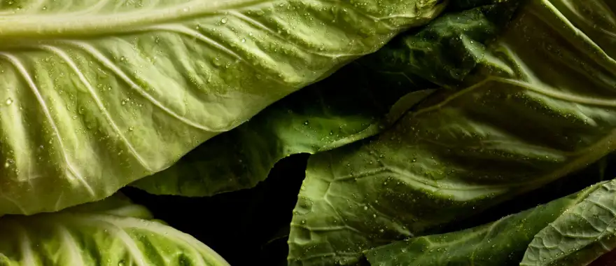 Spitskool in najaar vroege voorjaar met biodynamisch teler Thomas Hoedjes