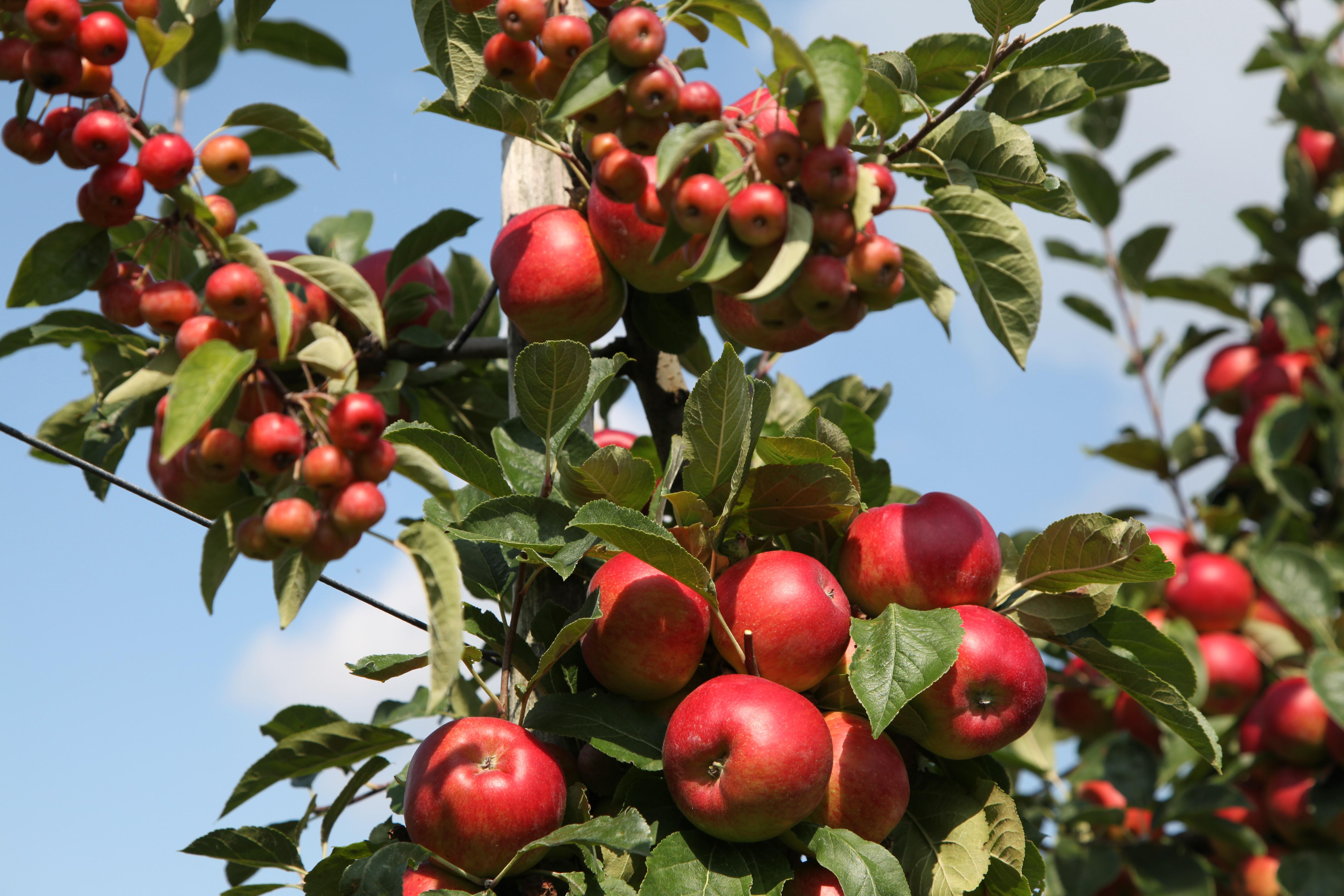 ekoplaza-biodynamisch-vandenelzen-harrievandenelzen-appels