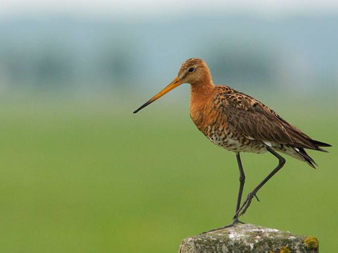 weerribbenzuivel-landvogel-bescherming