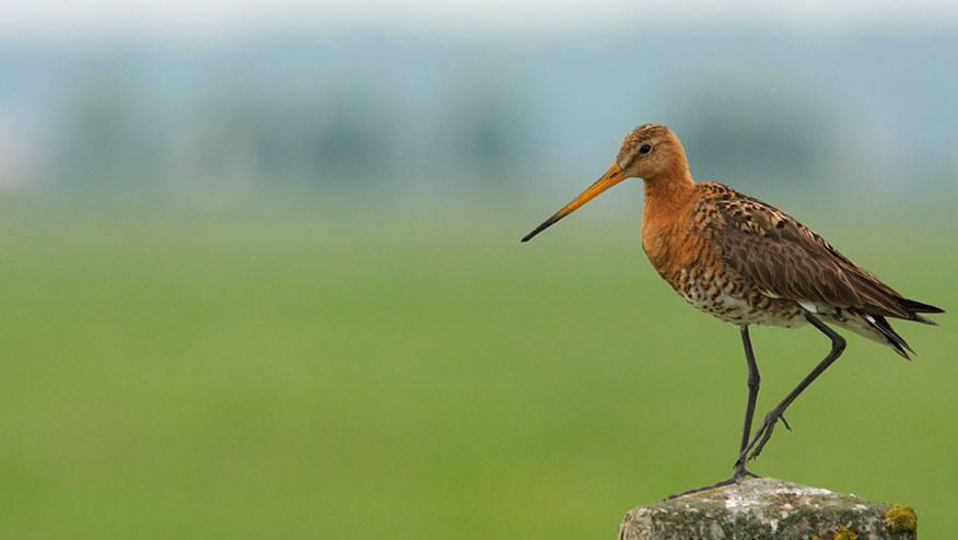 weerribbenzuivel-landvogelbescherming