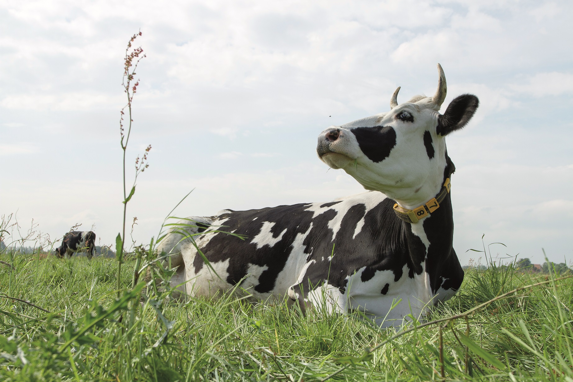 ekoplaza-biodynamisch-zuiverzuivel-demterkoemethoorns-3a