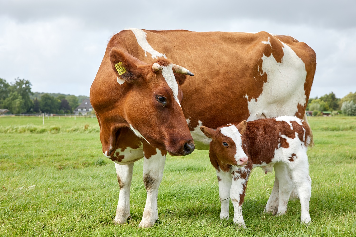 Melk van kalf & koe die samen blijven