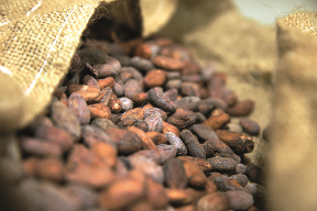 belvas-cacaobonenchocolade