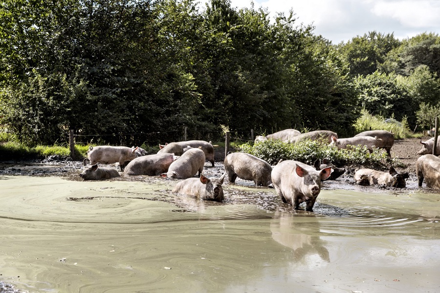 Zomers uitje: biologische bezoek-boerderijen