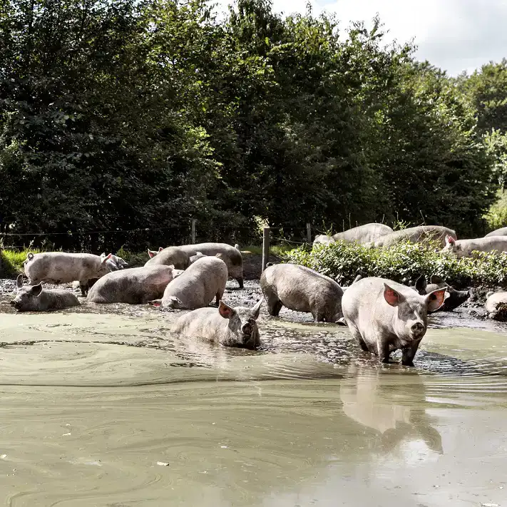 ekoplaza-biologisch-big-varken-overesch-modderpoel