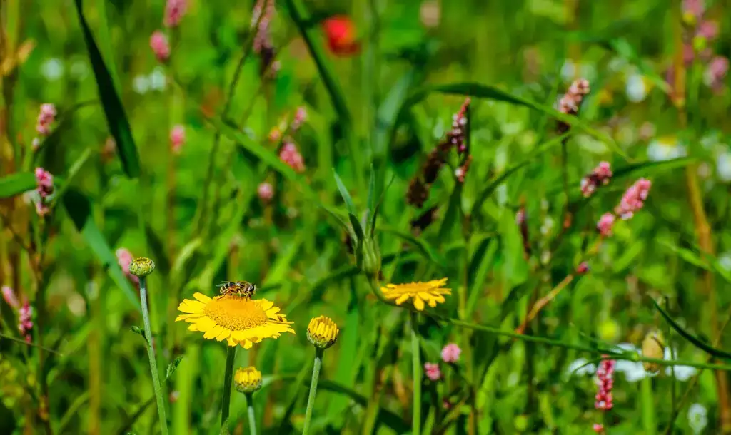 ekoplaza-biologisch-bij-bloemen-bij-gras-1