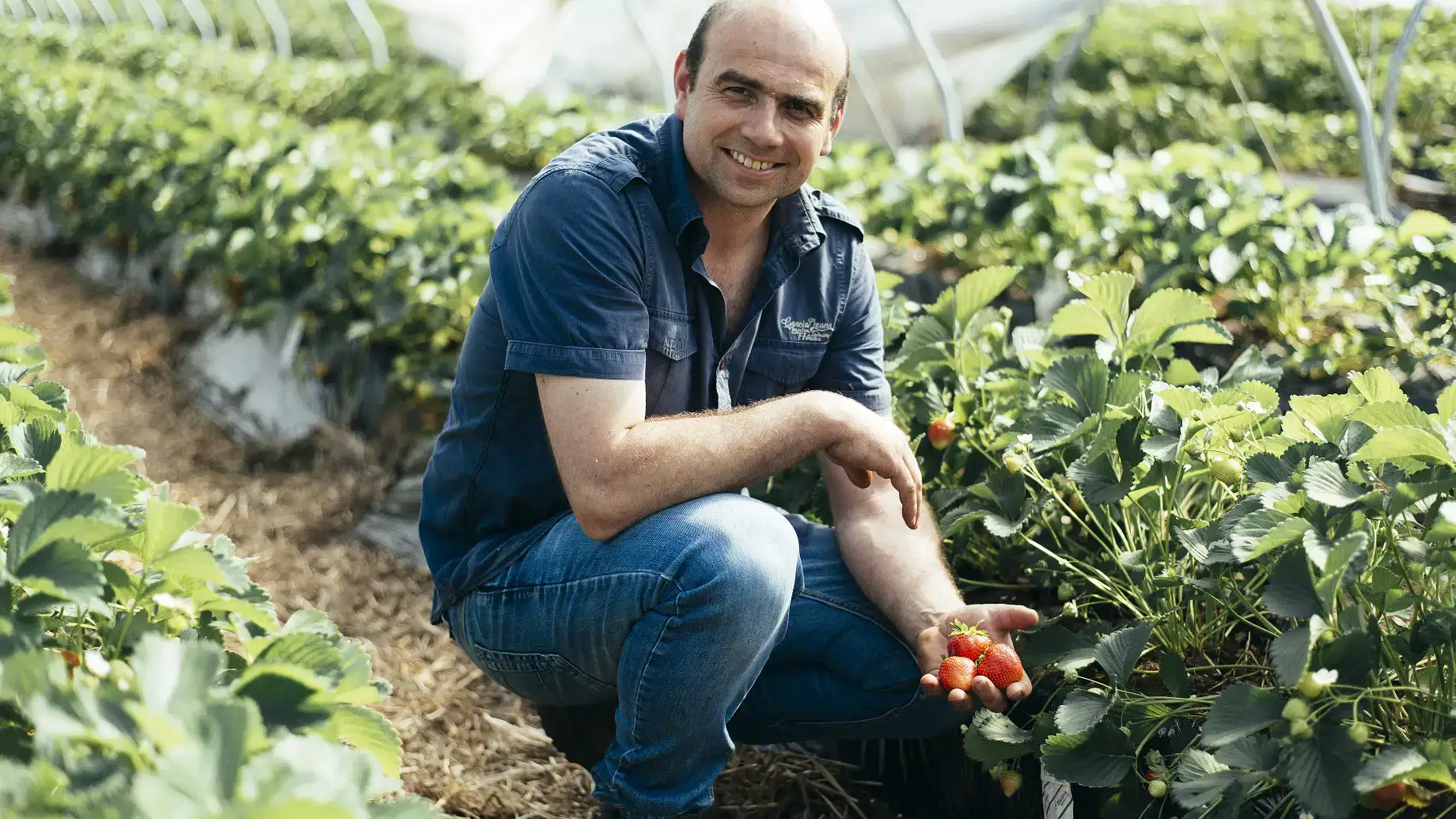 ekoplaza-biologisch-biobrothers-johantielen-aardbei-1