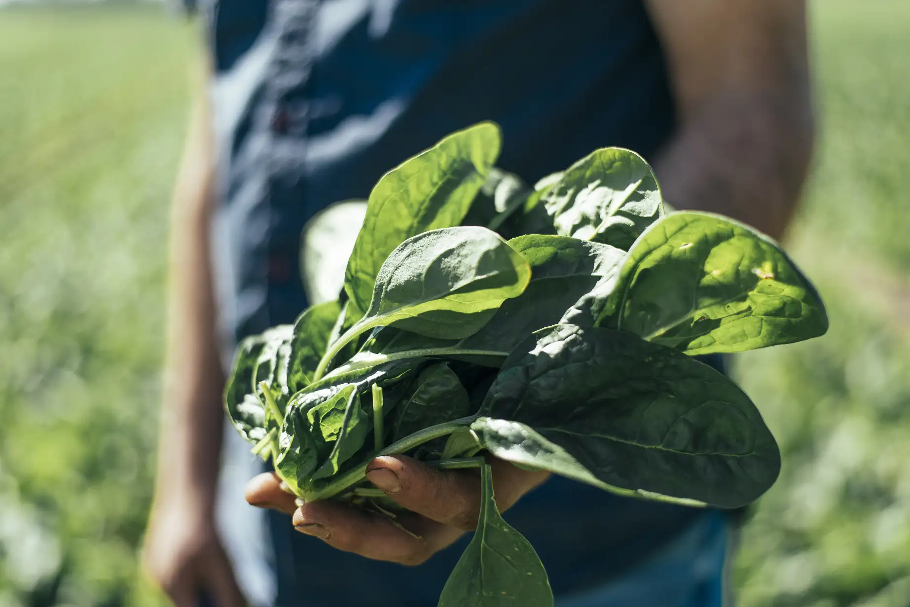 biobrothers-johantielen-spinazie