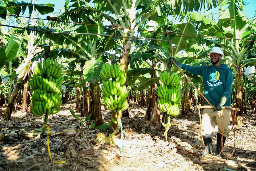 Productie van biologische bananen onder druk