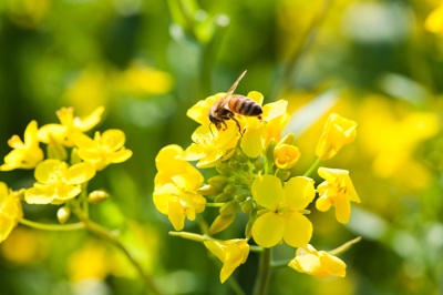 Het vergroten van de biodiversiteit vinden wij LKKRDR!