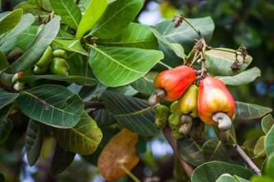 Cashewnoten uit Tanzania