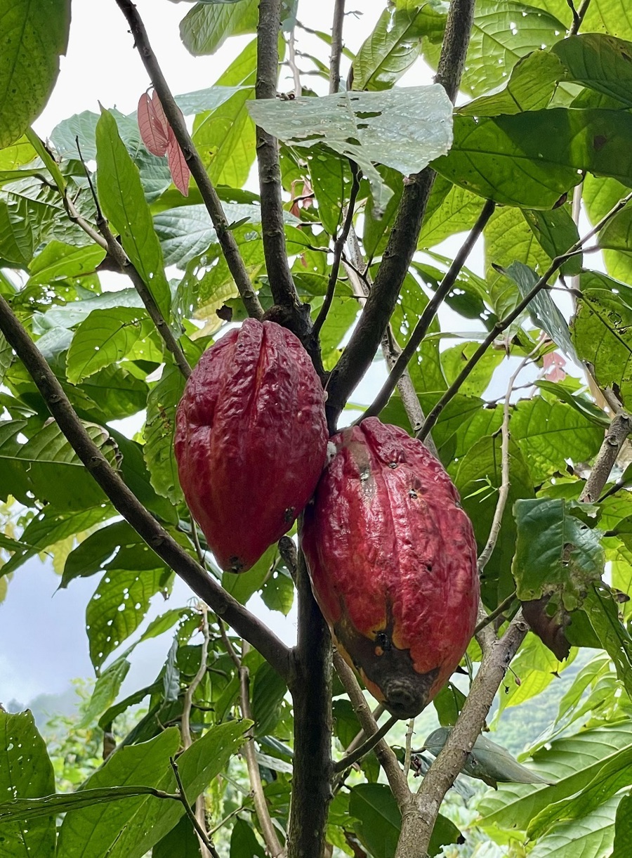 Onze category manager Kelly op bezoek bij Chocolatemakers