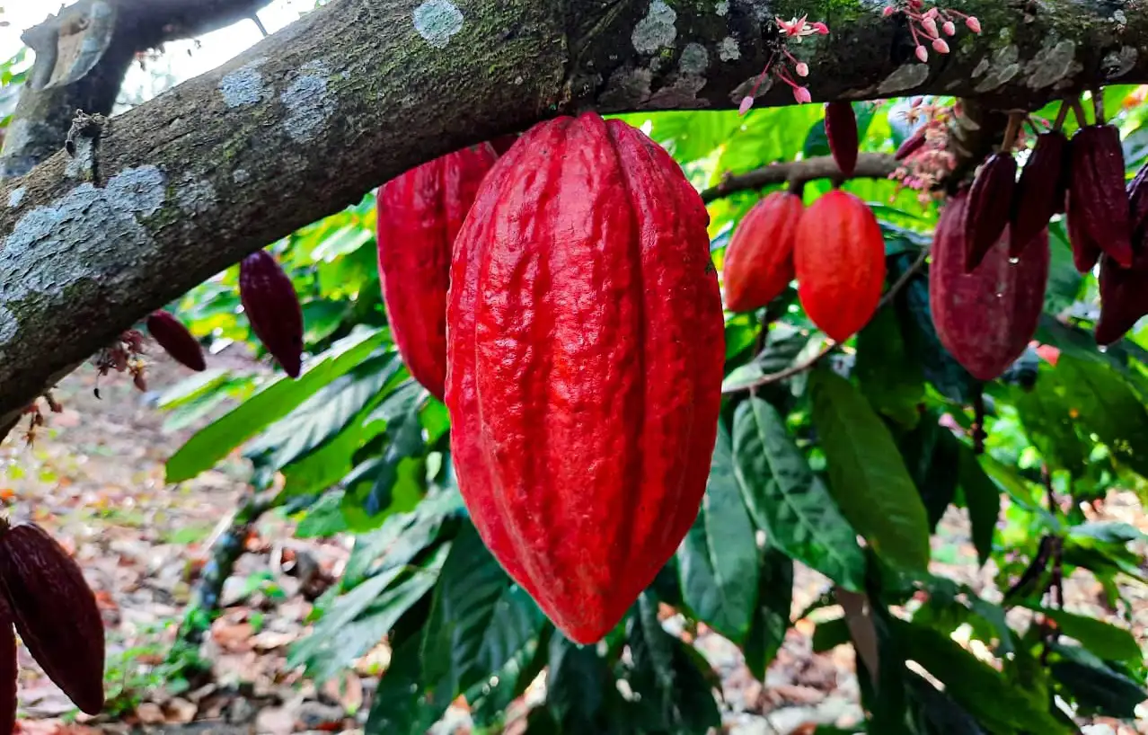 ekoplaza-biologisch-chocolatemakers-cacaoroze