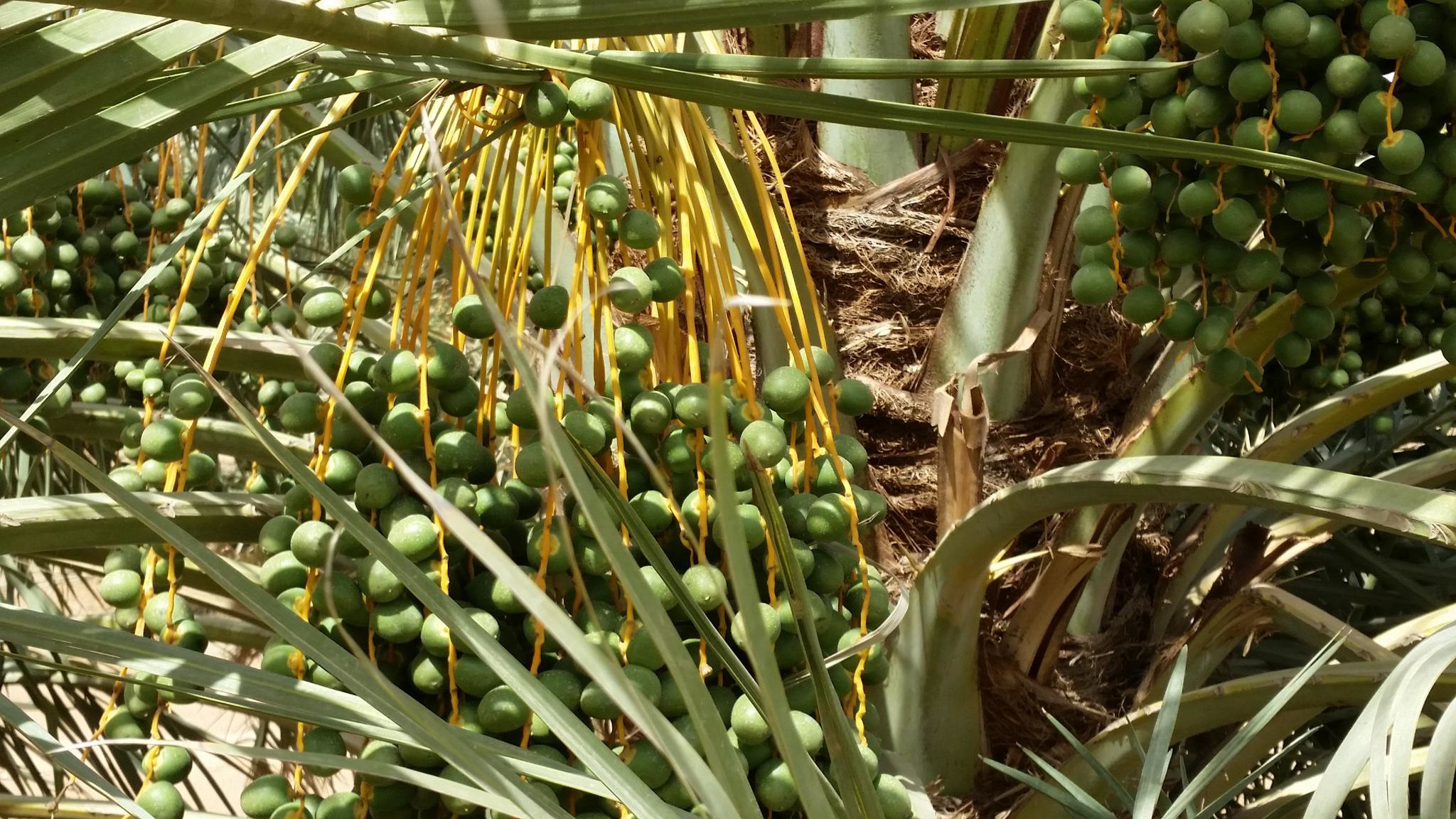 yogiyousef-dadels-boom