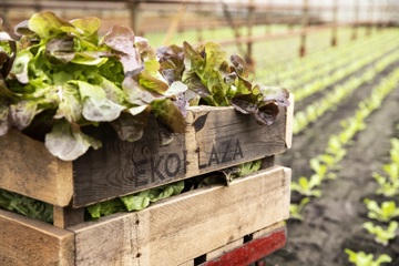 Op microniveau: biodiversiteit zit in de kern van onze gezondheid