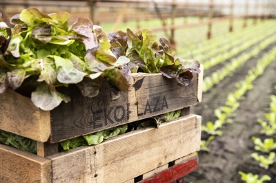 Op microniveau: biodiversiteit zit in de kern van onze gezondheid