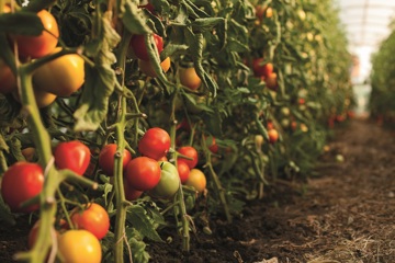 Zo geef je groente weer de tijd