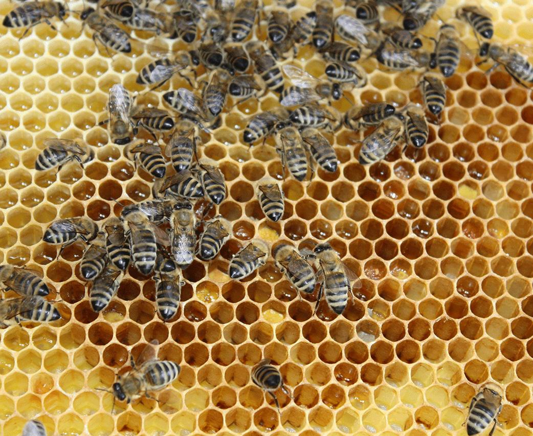 detraay-honinggraad-bijen