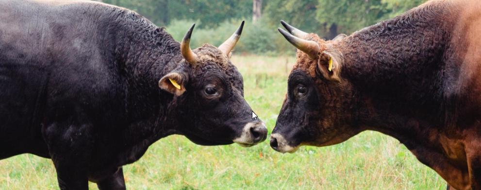 Ekoplaza ondertekent Manifest Dierwaardige Veehouderij