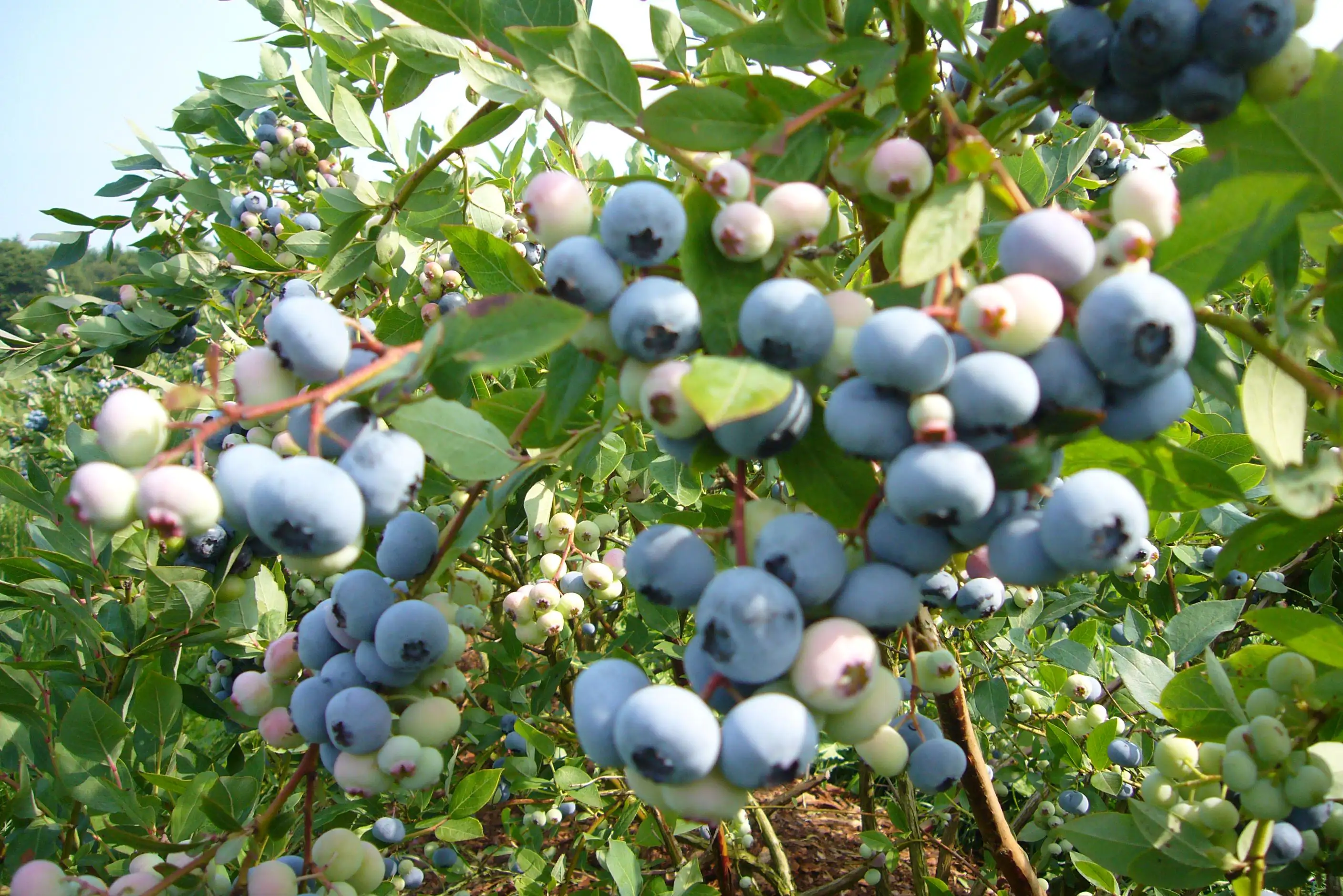 ekoplaza-biologisch-drentseaa-blauwebessen