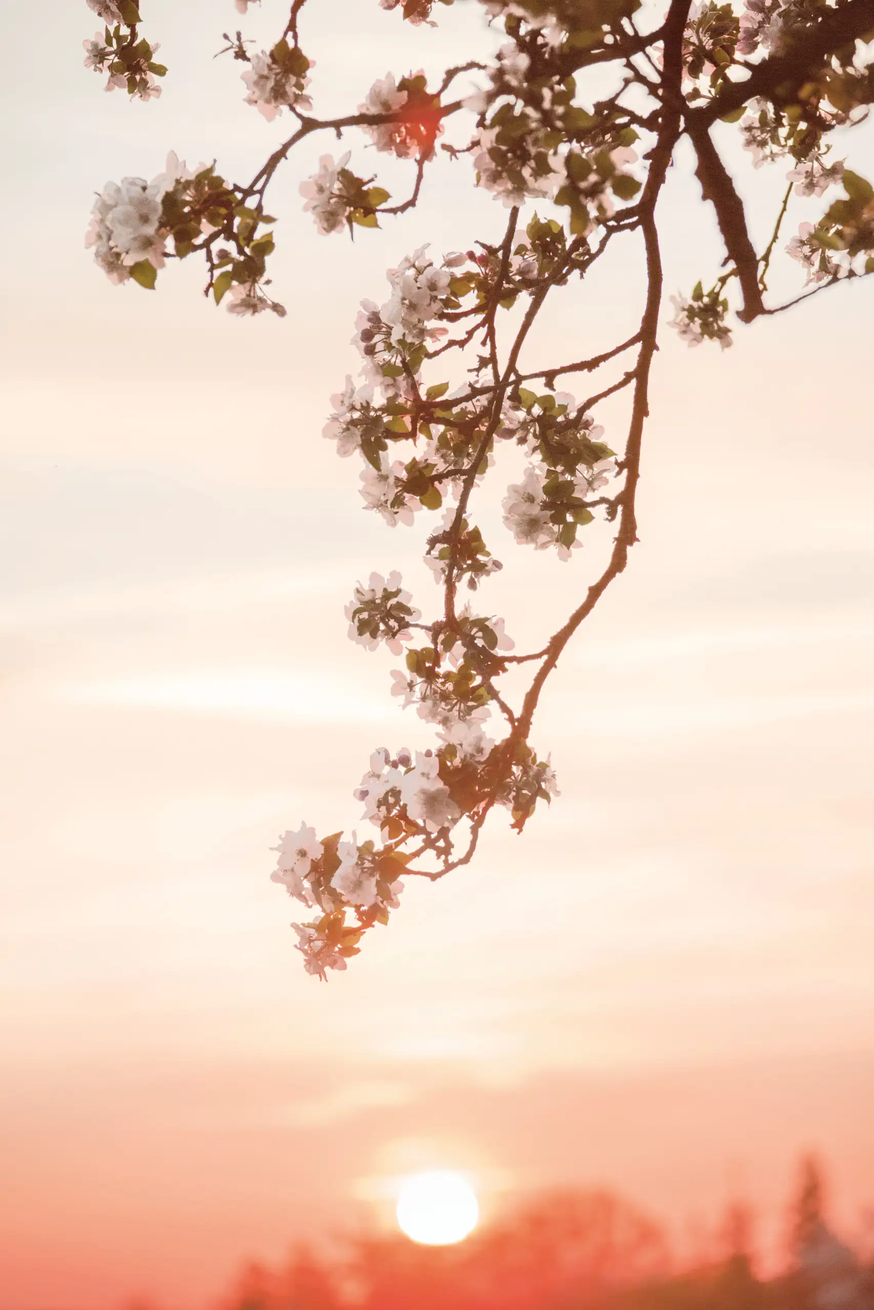 drhauschka-nightserum