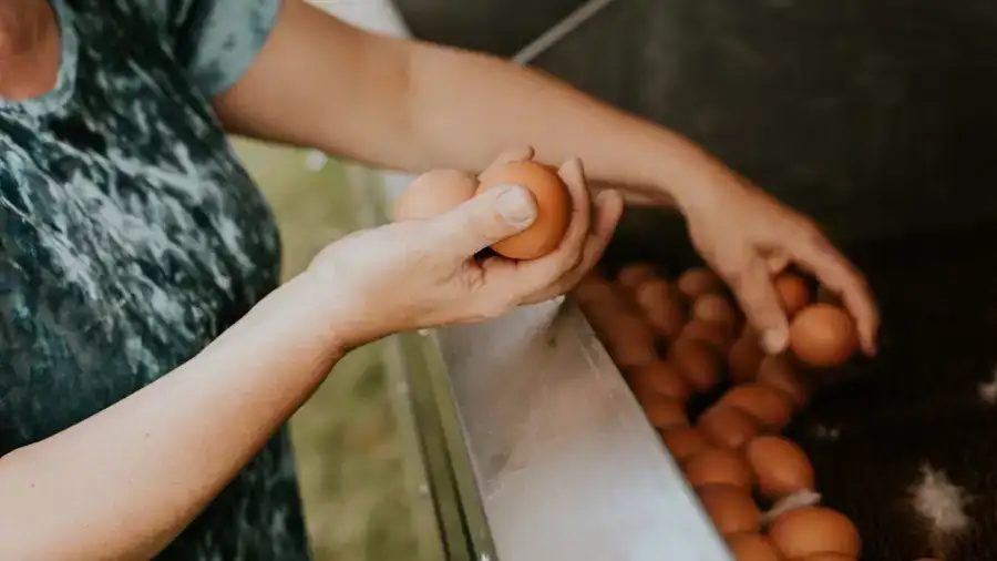 Witte én bruine eieren: hoe zit dat bij Ekoplaza?