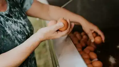 Witte én bruine eieren: hoe zit dat bij Ekoplaza?