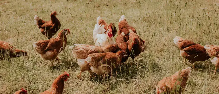 PFAS in eieren: hoe zit dat bij Ekoplaza?