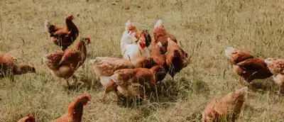 PFAS in eieren: hoe zit dat bij Ekoplaza?