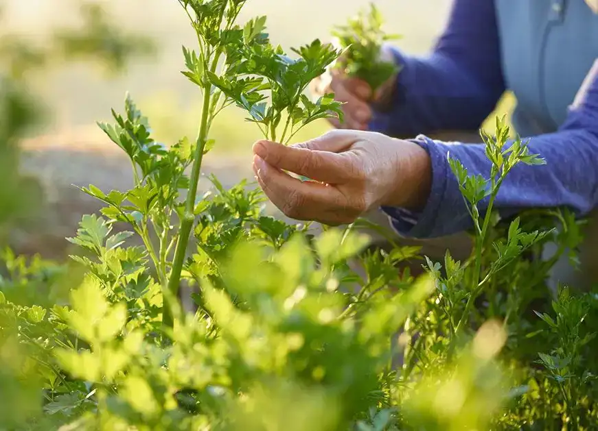 ekoplaza-biologisch-florentin-planten