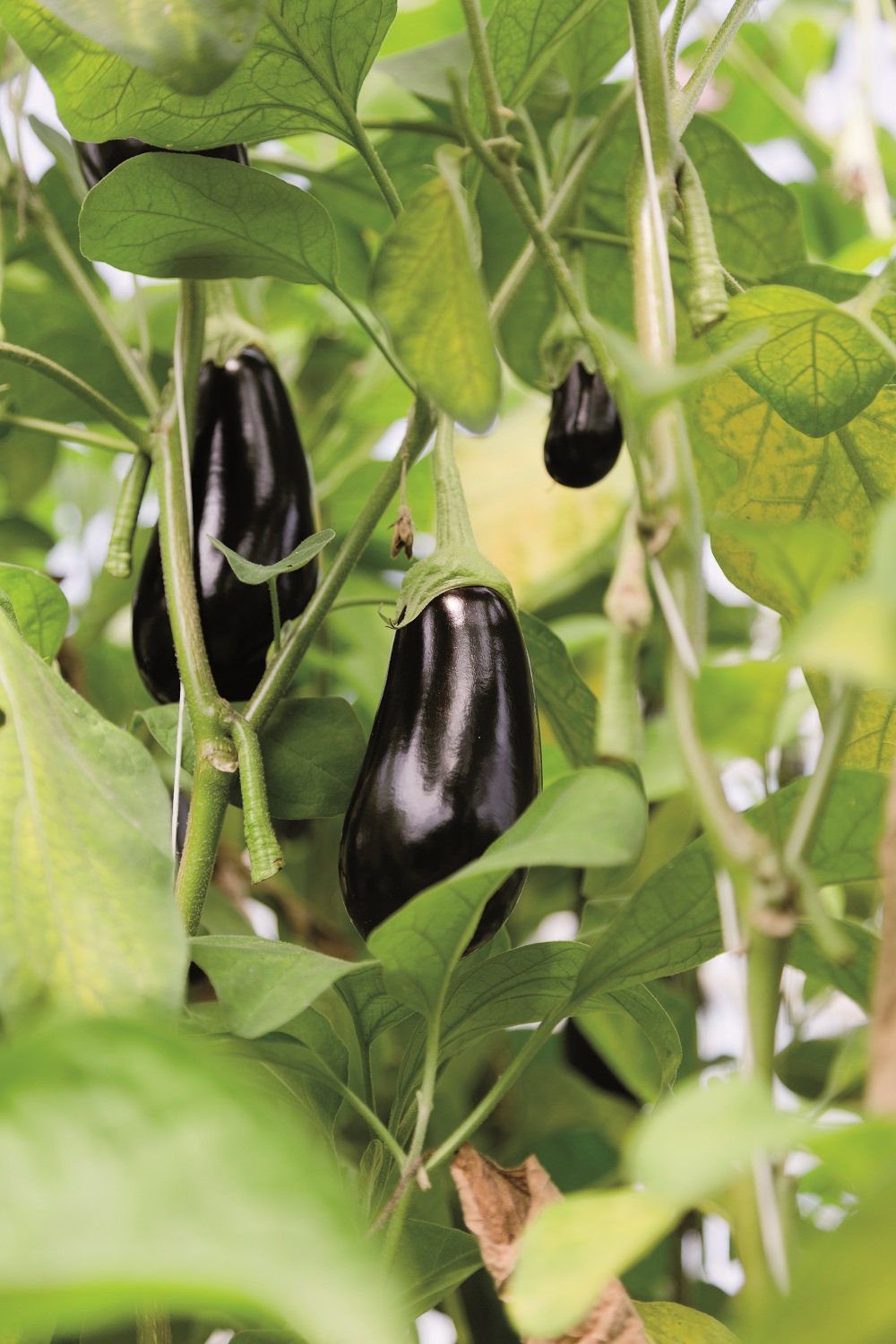 ekoplaza-biologisch-frankdekoning-aubergine