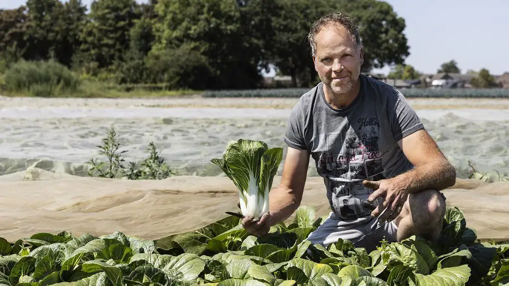 ekoplaza-biologisch-fred-willemssen-puur-origine-paksoi