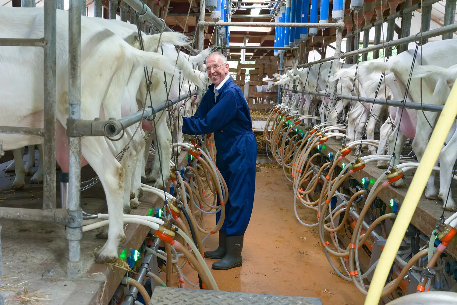ekoplaza-biologisch-geitenboerderijvliek-geitenmelken-1