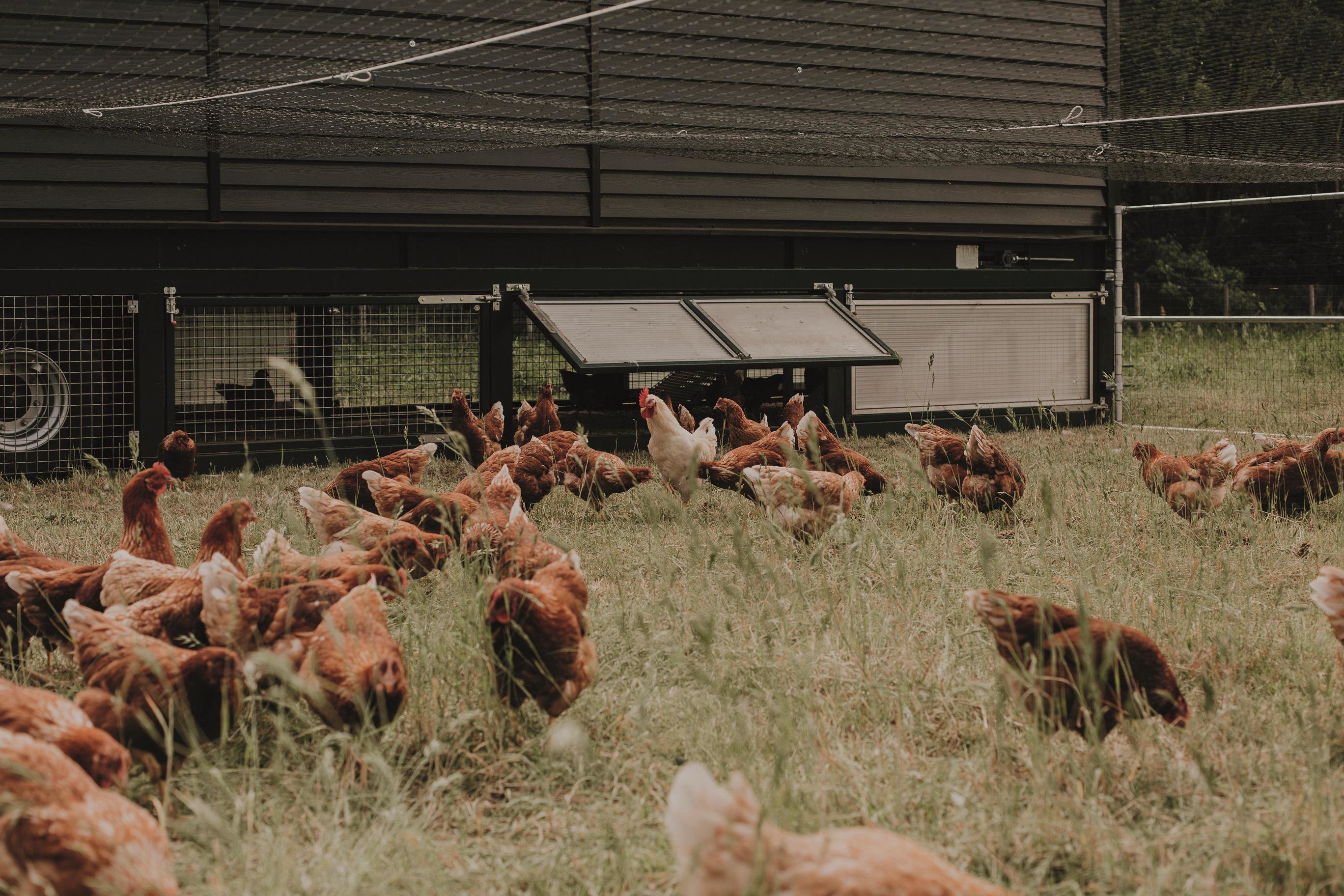 ekoplaza-biologisch-geluksvogel-haantje-1