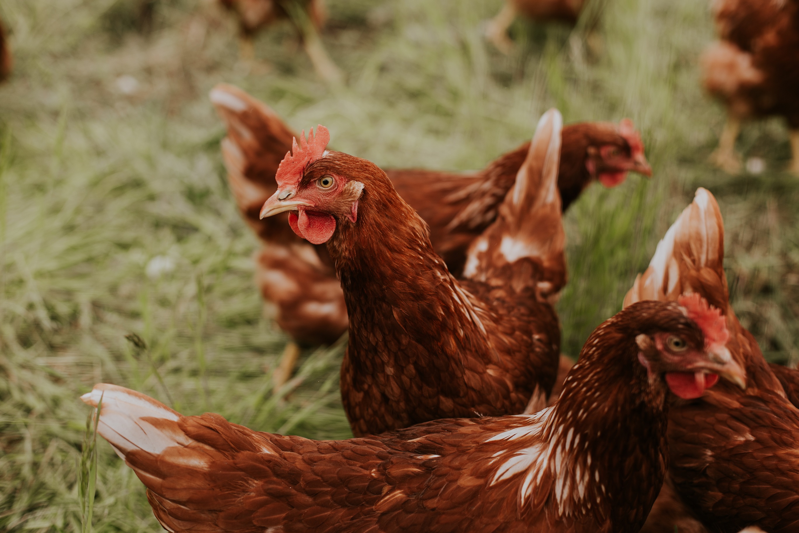 Zo geef je kippen wat meer ruimte