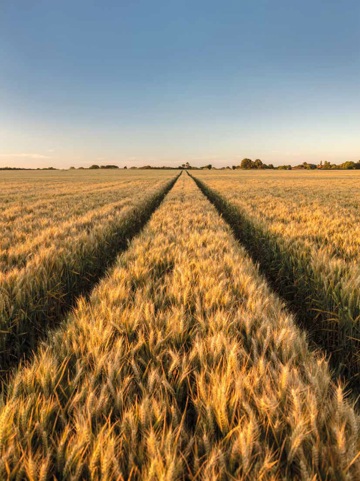 Gifvrije landbouw voor een betere gezondheid