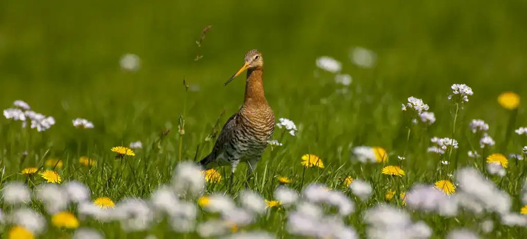 ekoplaza-biologisch-grutto-weidevogel