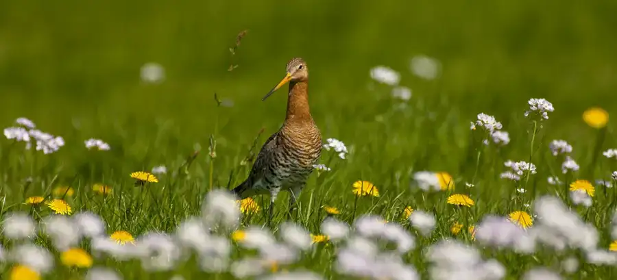 De grutto in de hoofdrol